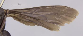Media type: image;   Entomology 26235 Aspect: Wing front